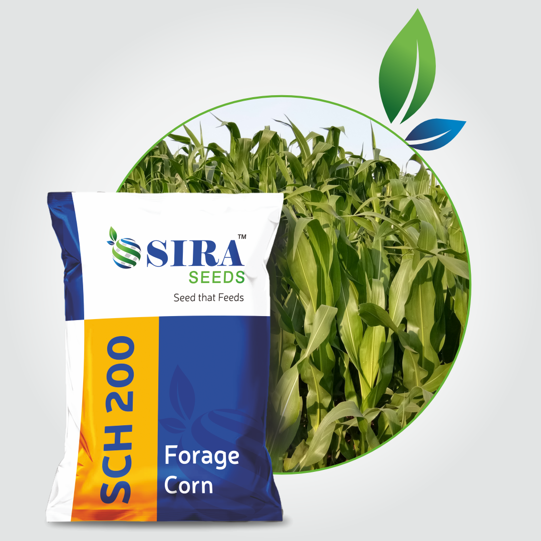 Siraseeds