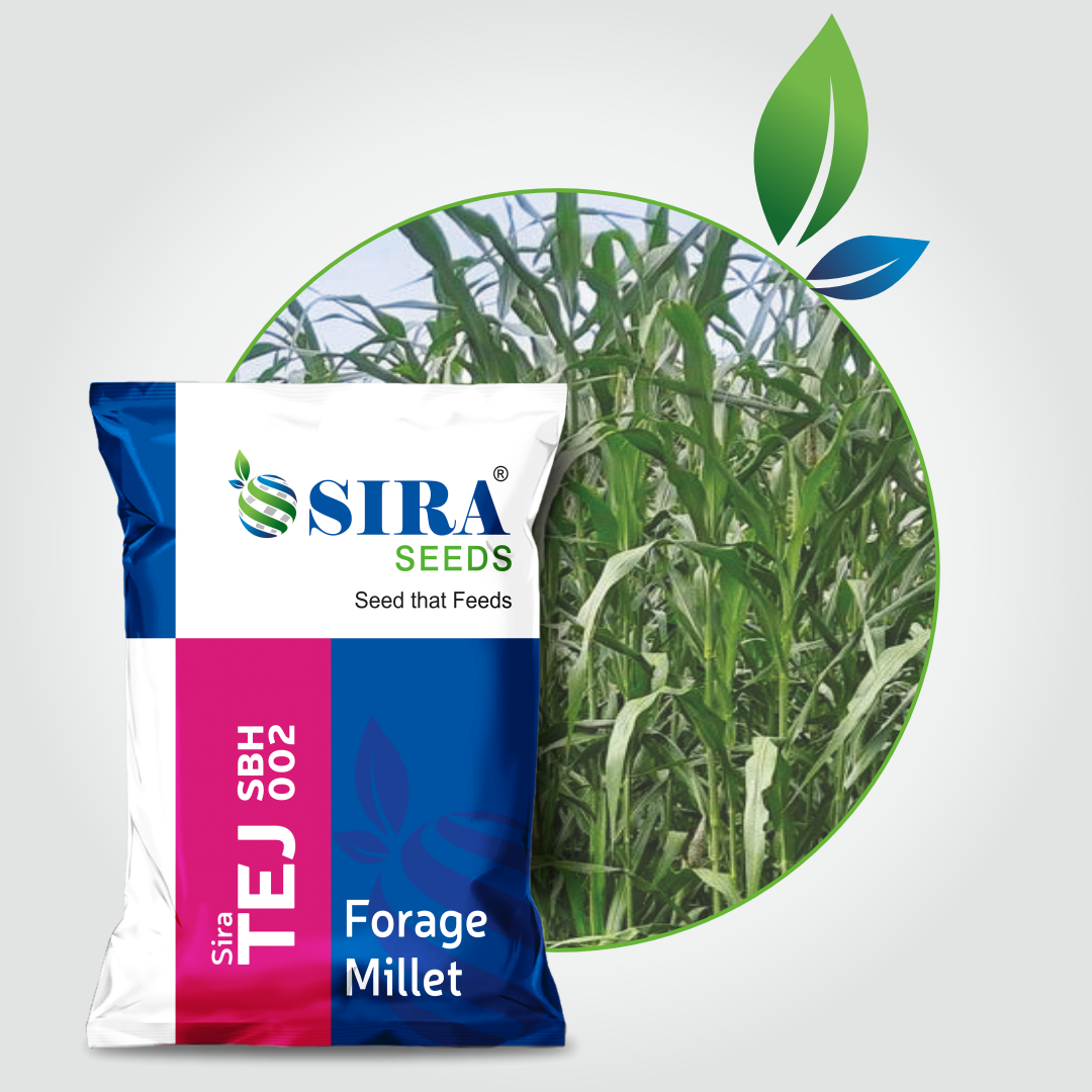 Siraseeds