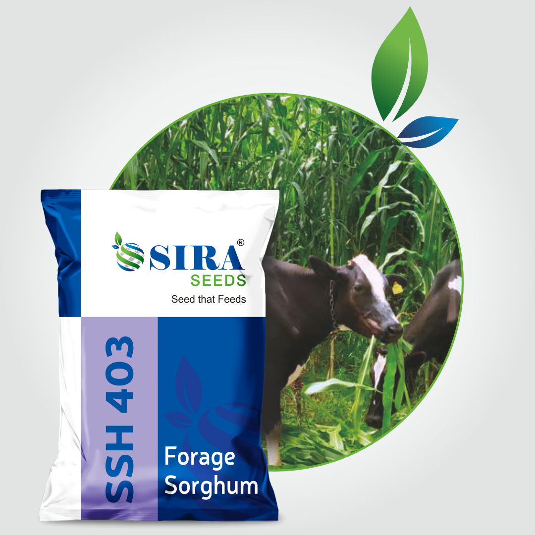 Siraseeds